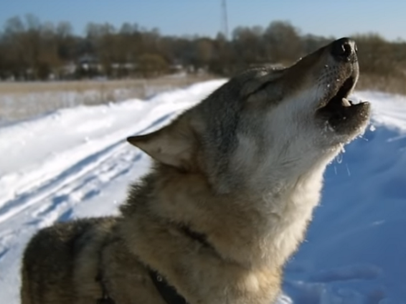 Жизнь волка в собачьем приюте под Смоленском сняли на видео
