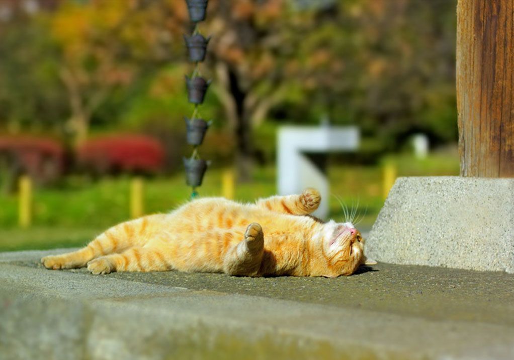 кот на солнце тепло потепление