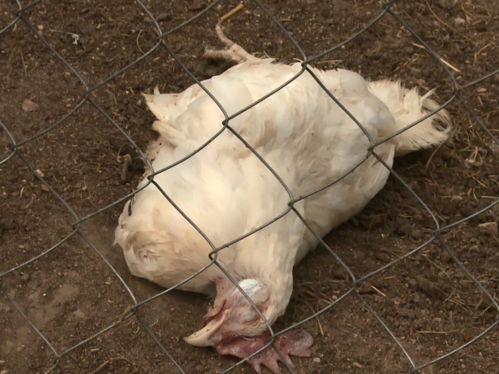 курица мертвая (фото gtrksmolensk.ru)
