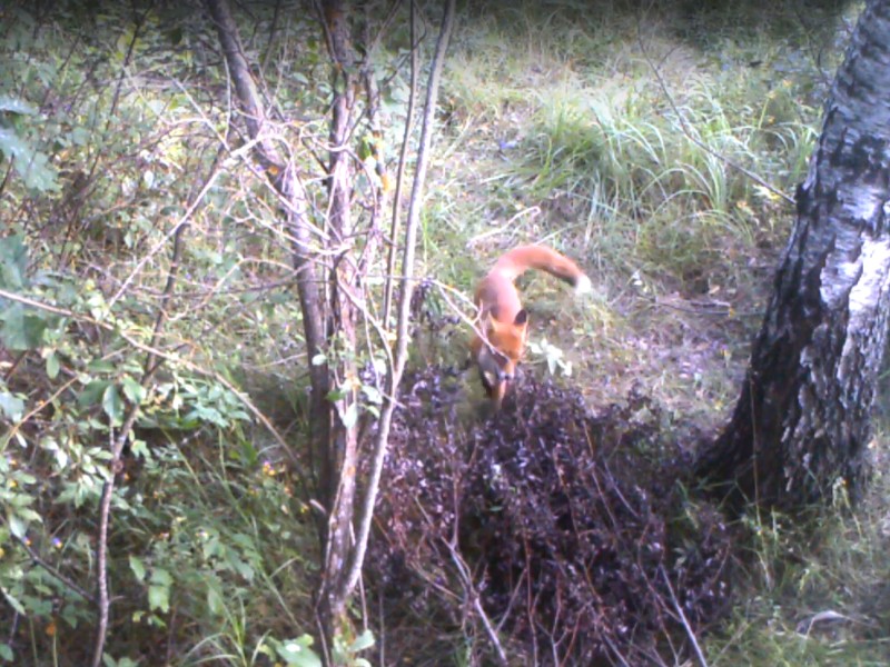 рыжий лис, Смоленское Поозерье (кадр видео vk.com prirodaonlin)