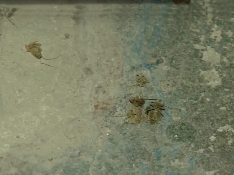 тараканы, блохи, Рославль, 15-й микрорайон (кадр видео ГТРК Смоленск)