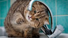 Что сегодня с водой в смоленске. Смотреть фото Что сегодня с водой в смоленске. Смотреть картинку Что сегодня с водой в смоленске. Картинка про Что сегодня с водой в смоленске. Фото Что сегодня с водой в смоленске