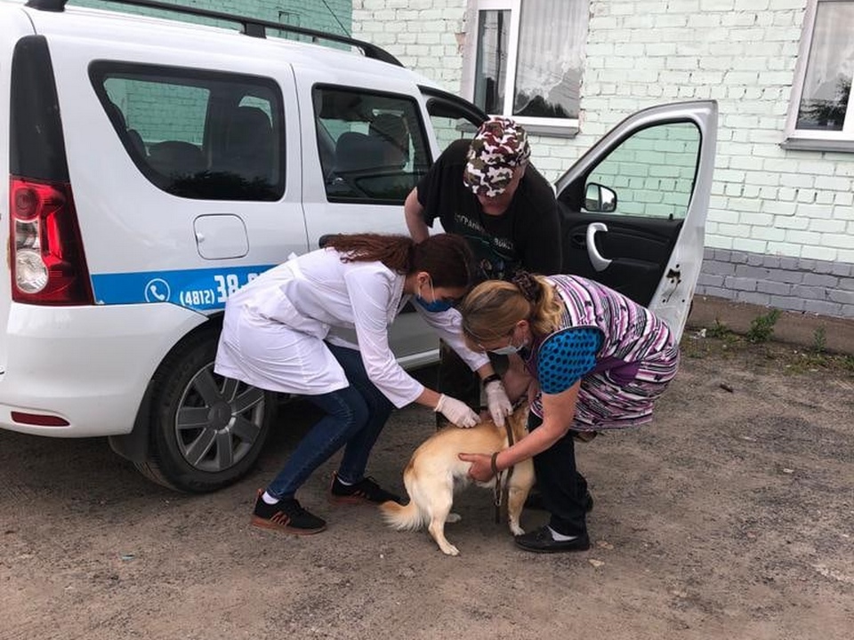 Госветслужба, вакцинация домашних животных от бешенства в Заднепровье, июль 2021 (фото vk.com zadneprovie2020)