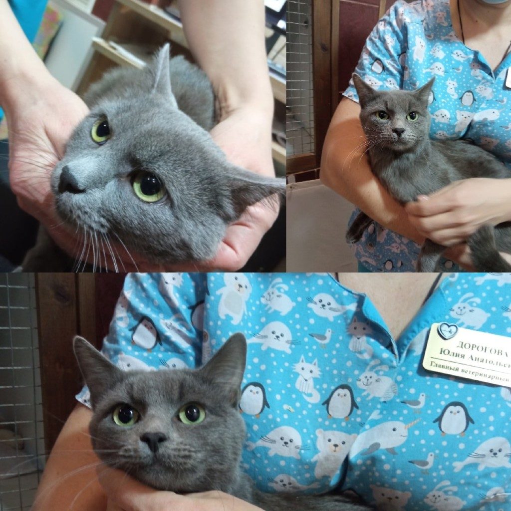 спасённый от усыпления кот, ветклиника Айболит (фото vk.com id334300851)