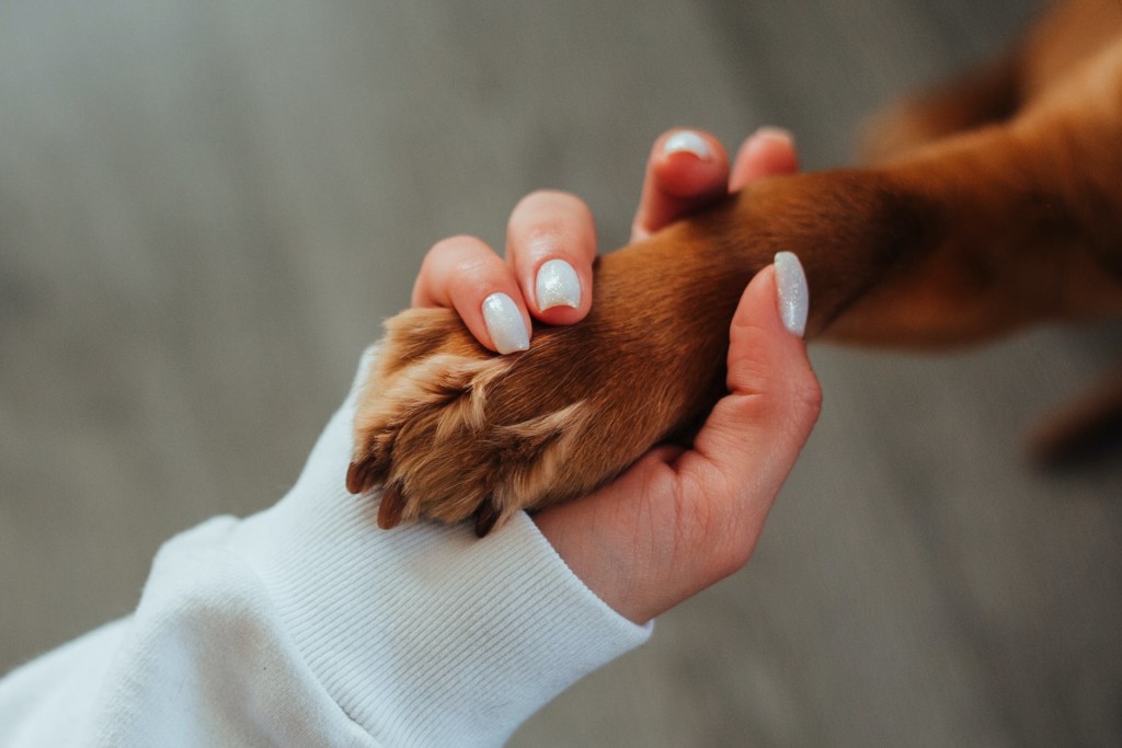 собака лапа доброта рука