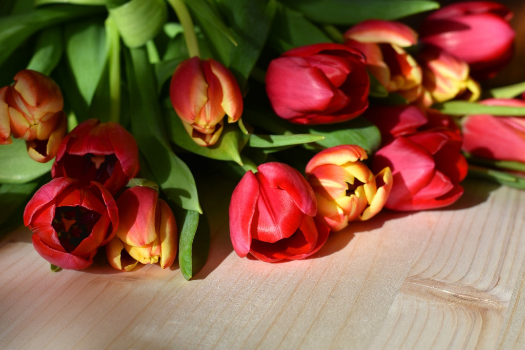tulips-4037617_1280