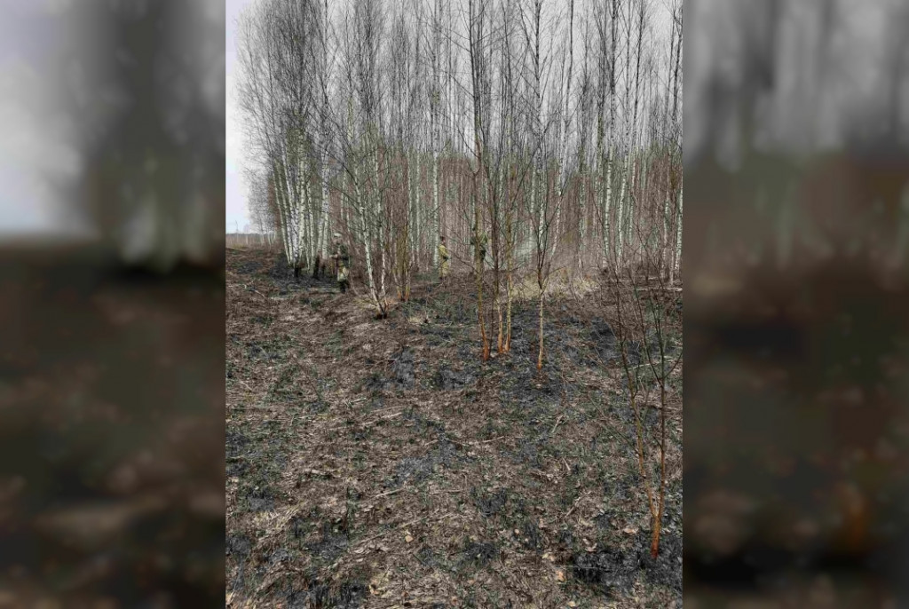 лесной пожар 7.5.2022 в Рославльском районе (фото 67.mchs.gov.ru)