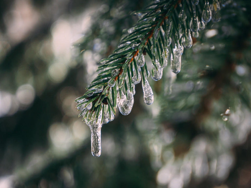 pine-tree-branch-covered-with-frozen-water-droplets