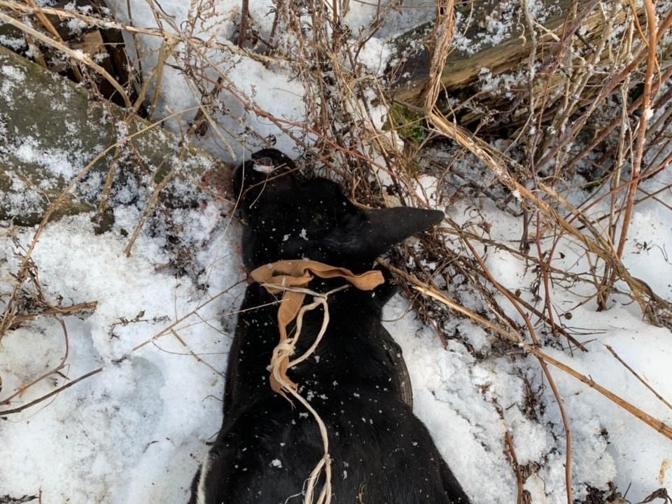 убитая малолетним живодёром собака в Старом Ярцеве (фото vk.com id85758619)