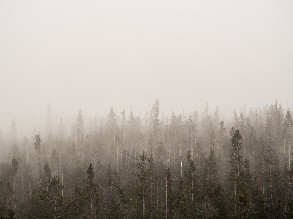 туман над хвойным лесом, фото freepik.com wirestock