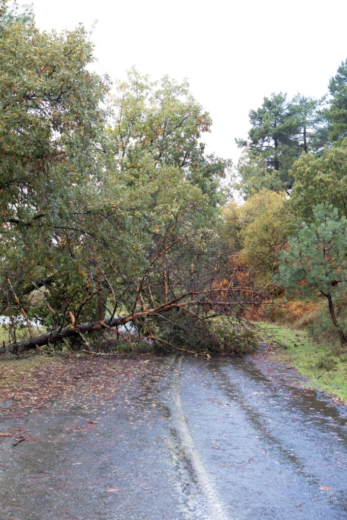 empty-wet-road-with-falled-tree_58409-12531