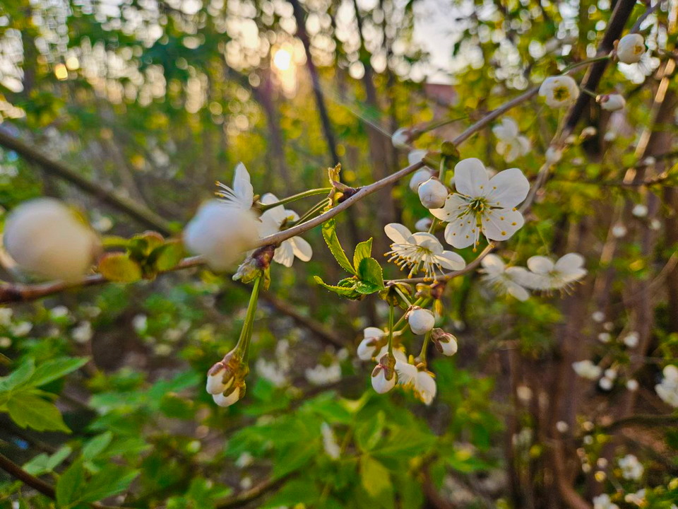 цветущая черешня, весна, фото МЧС