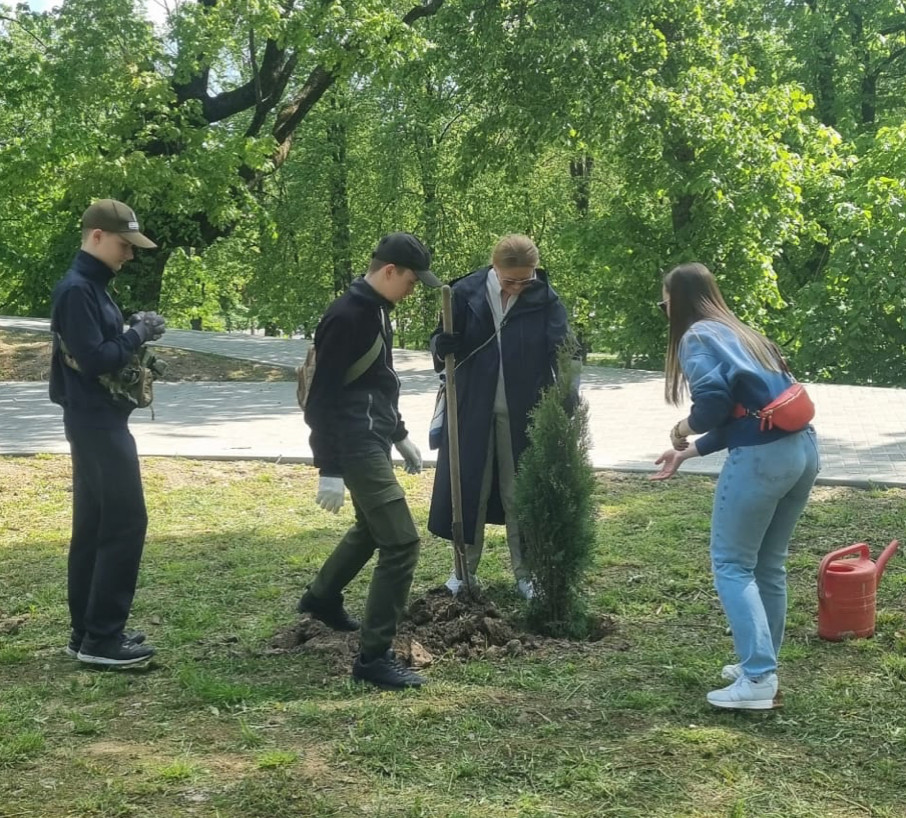 киномай деревь