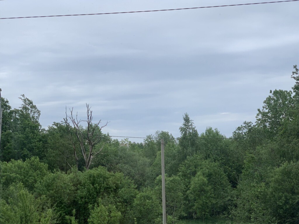 лес