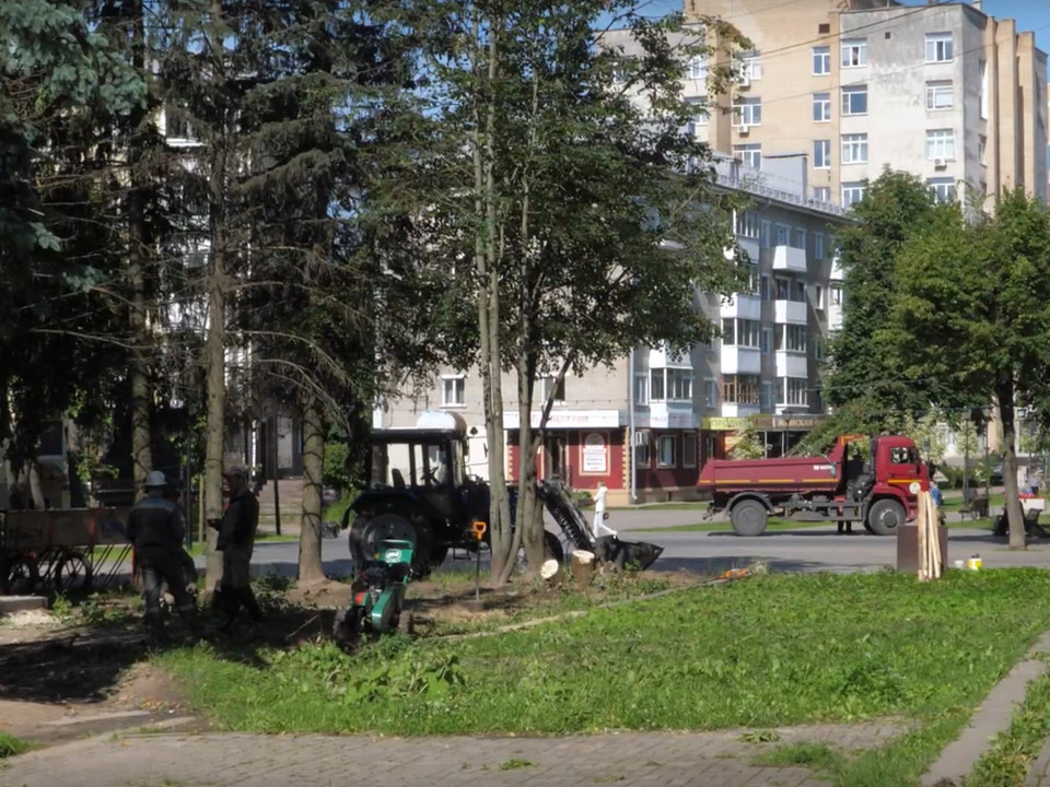 спиленные ели на Дохтурова-Октябрьской революции