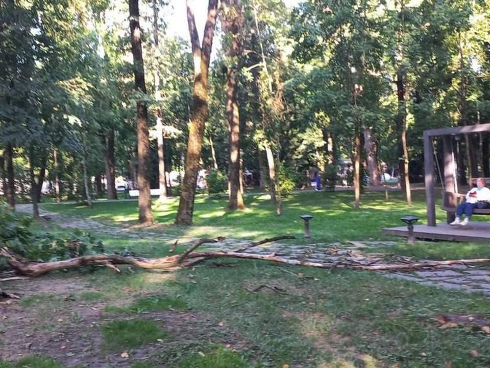 падение ветки сухого дерева в парке Блонье, фото мэрии
