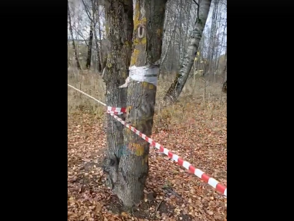 огороженная и размеченная под вырубку берёзовая роща в Вишенках