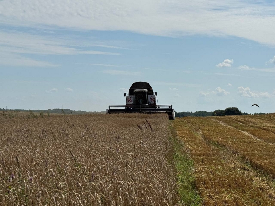 комбайн, сбор зерновых, жатва, фото пресс-службы облправительства
