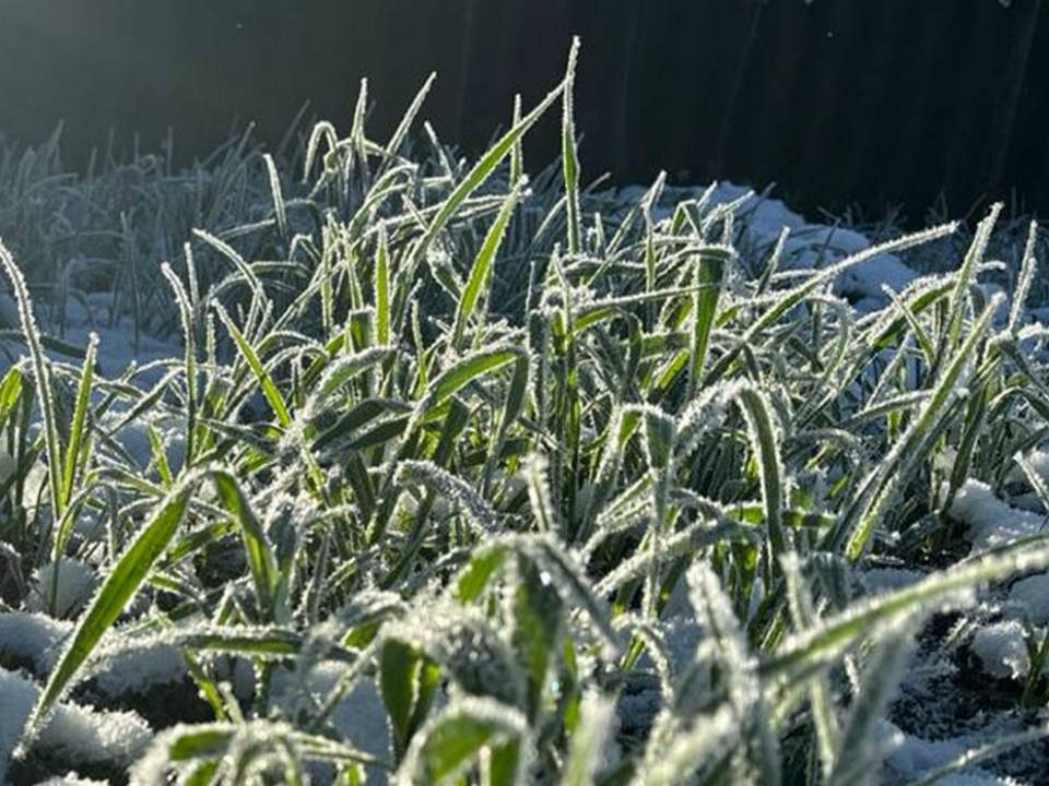 заморозки, снег на траве, фото МЧС