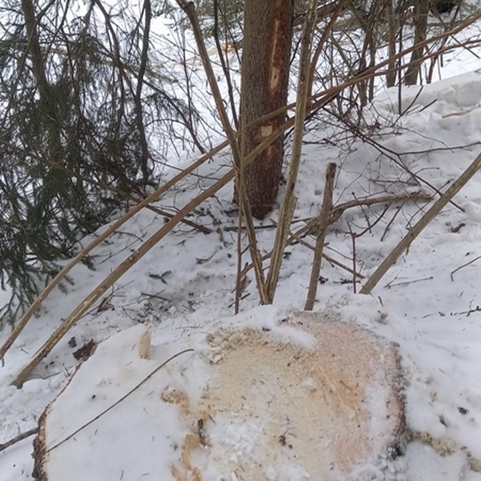 незаконная вырубка деревьев в Смоленском Поозерье, фото нацпарка