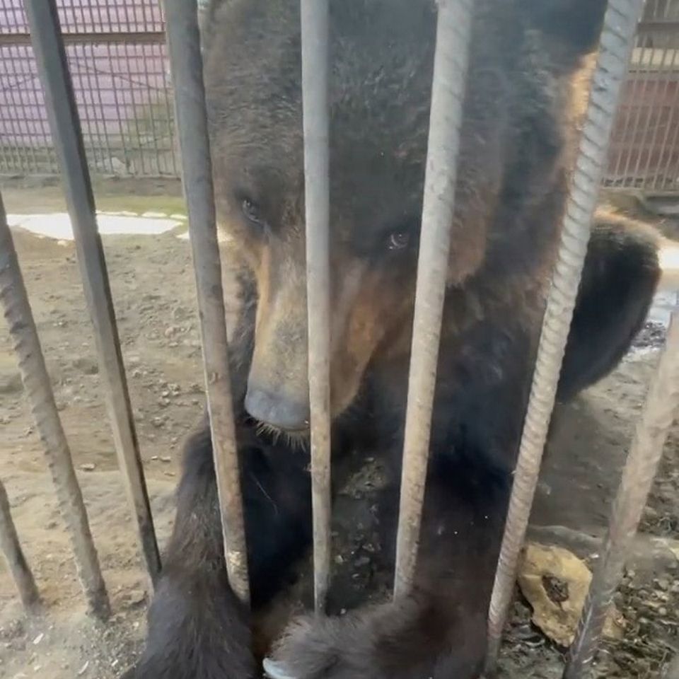 медведица Маша в вольере у кафе Берлога на М1 в Смоленской области, фото блогера DAVA
