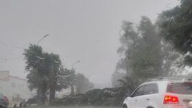 поваленное ветро на ул. Бабушкина 12.7.2026 дерево