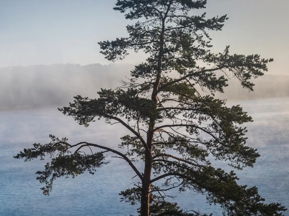 хвойное дерево у берега водоёма, предрассветный туман, фото МЧС
