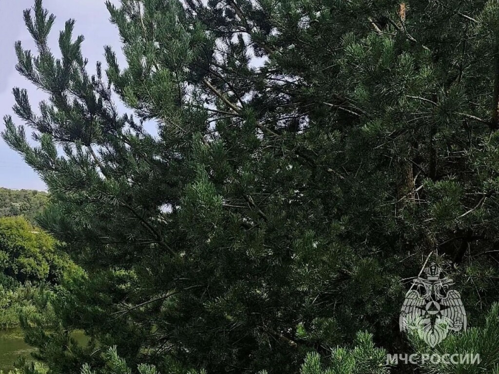 хвойное дерево летом